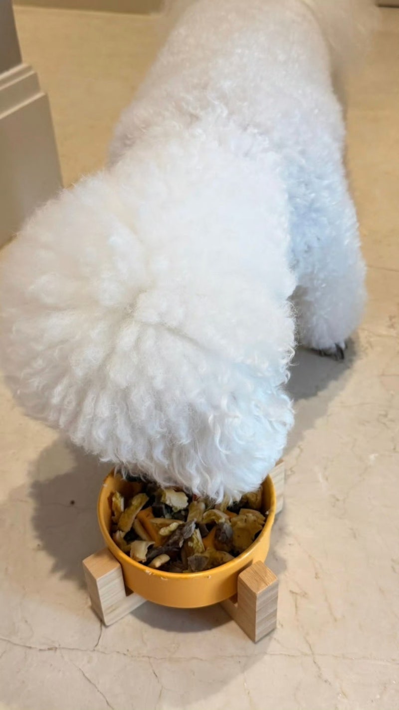 고양이 강아지 사료 보관법