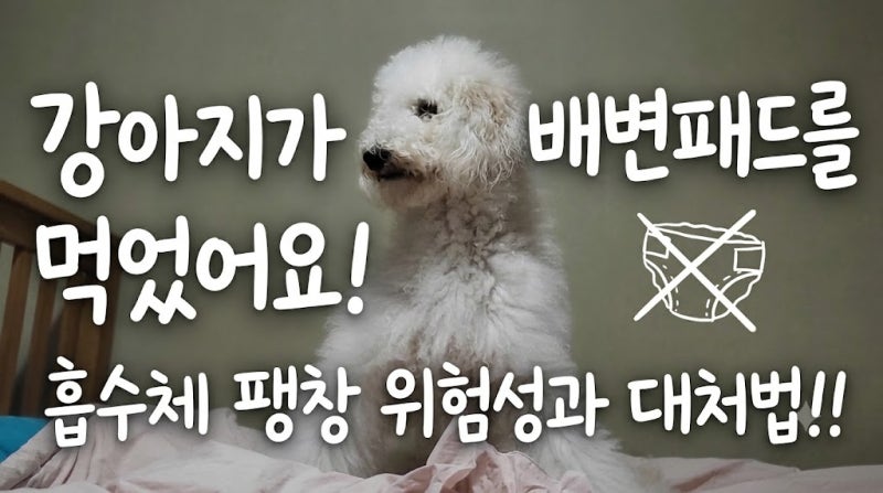 강아지가 배변패드를 먹었어요! 흡수체 팽창 위험성과 대처법