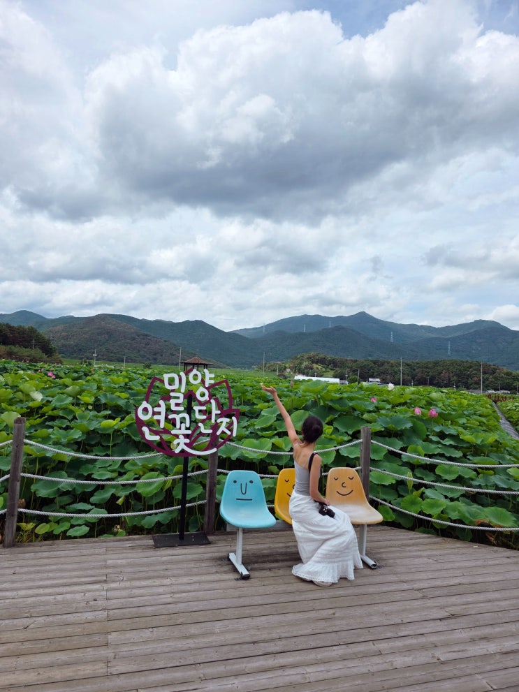 밀양 연꽃단지 연꽃피는시기 경남 여름 가볼만한곳 실시간