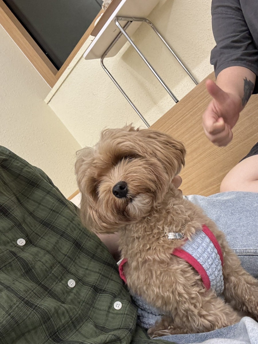 댕린이보호구역 사진 3