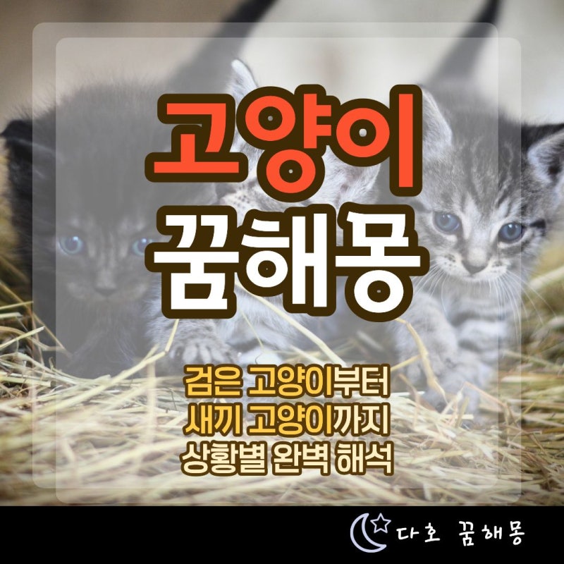 고양이 꿈 해몽 총정리｜검은 고양이, 새끼 고양이, 고양이 물리는 꿈 상황별 풀이