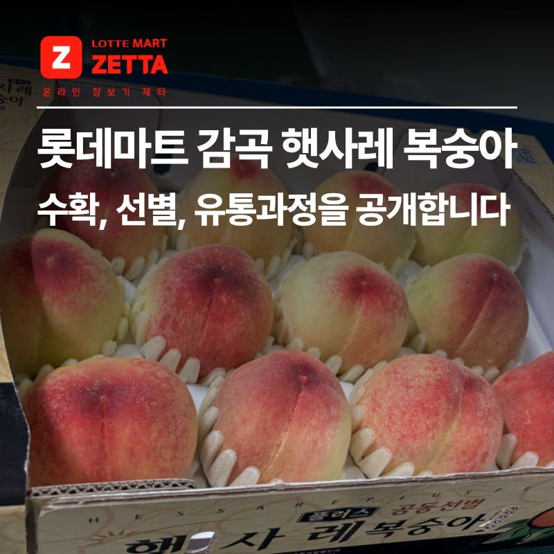 롯데마트 감곡 햇사레 복숭아 수확, 선별, 유통과정을 공개합니다!