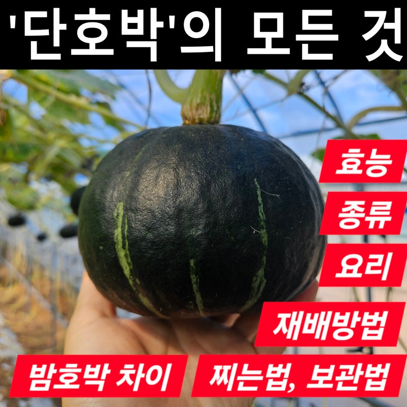 단호박 총정리 : 밤호박 차이부터 종류·효능·요리·찌는법·보관법·재배방법