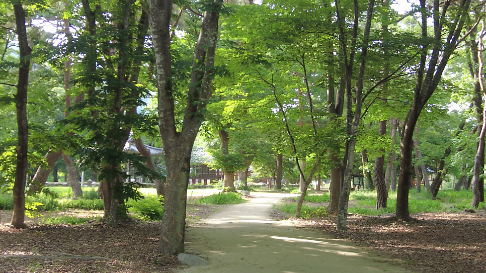 갈계숲 사진 3