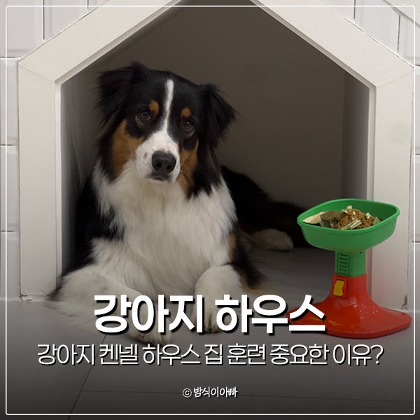 강아지 켄넬 하우스 집 훈련 중요한 이유?