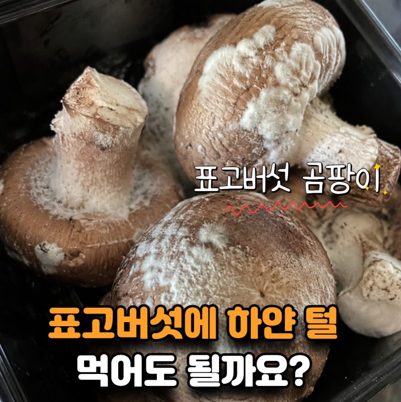 표고버섯 오래 두면 왜 곰팡이 하얗게 필까? 나쁜 보관법 4가지