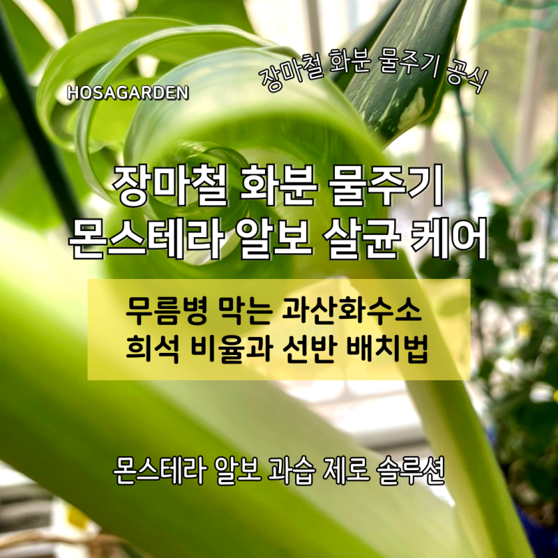 화분 물주기 장마철 아파트 베란다의 경고 몬스테라 알보 과산화수소수 물주기 비율과 식물 ....