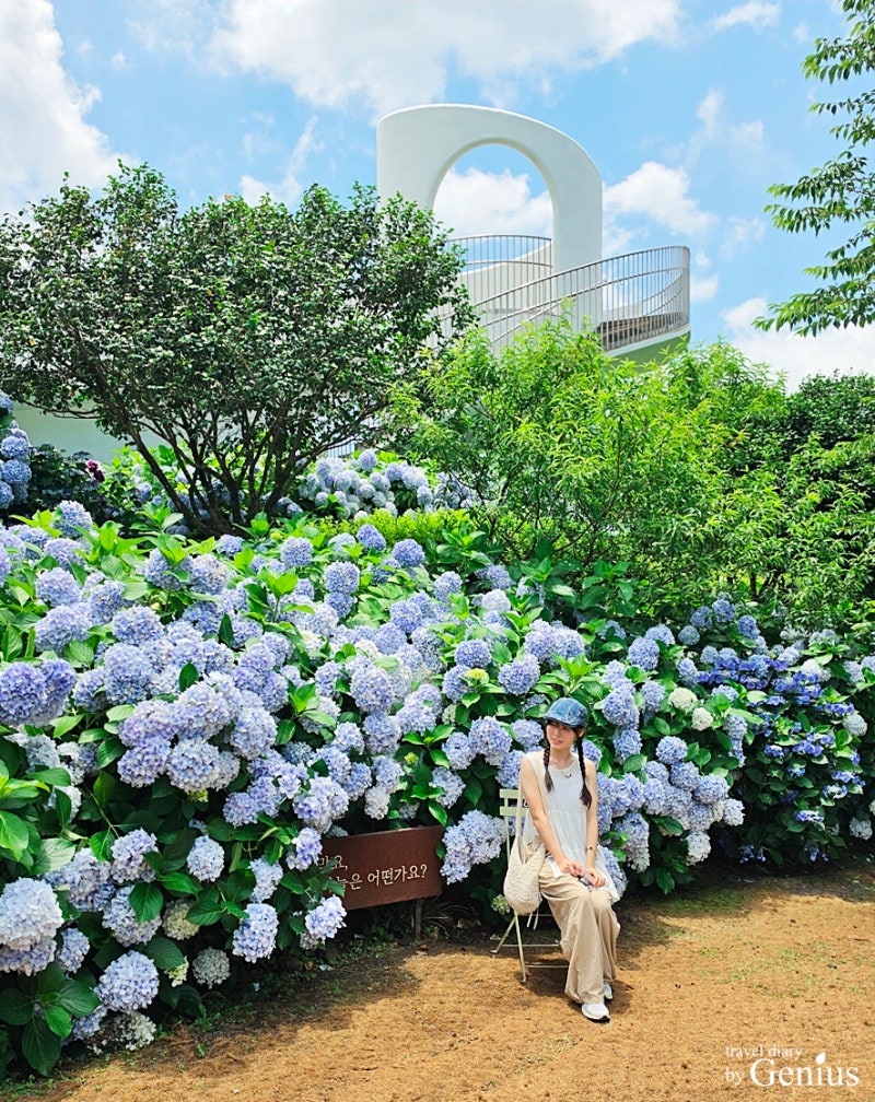 済州島夏のおすすめスポット、安徳面済州カメリアヒル紫陽花祭り