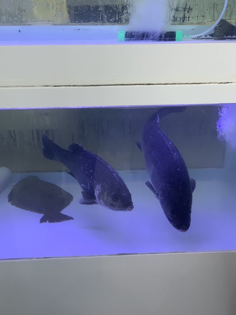 바다호 사진 5
