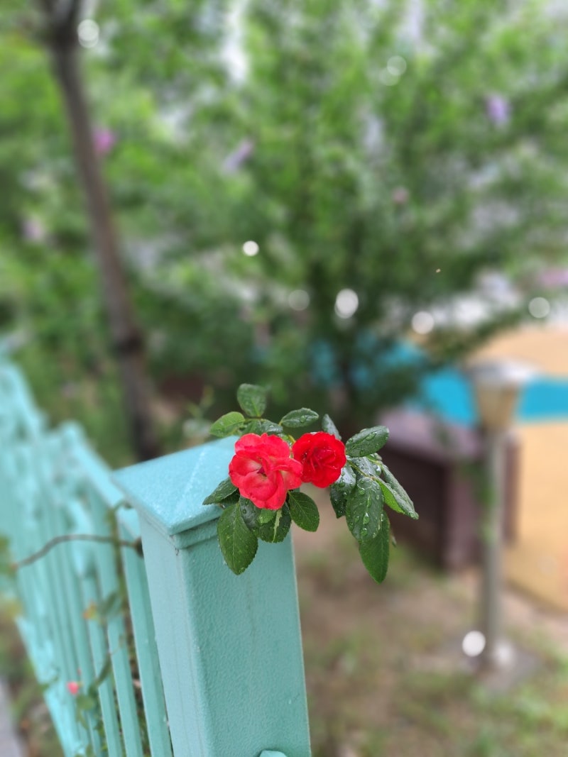 비오는날 가성비간식 감자가루 계란 팽이버섯전