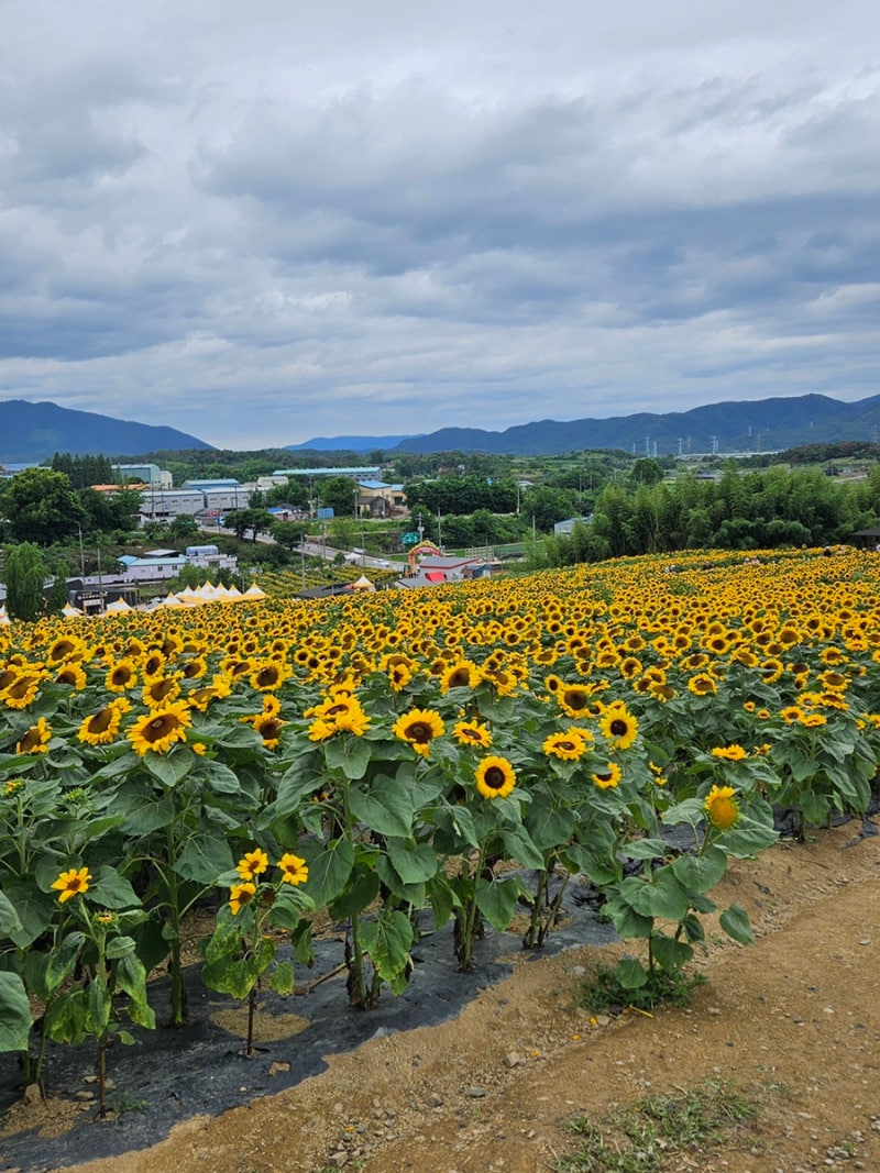 함안 강주 해바라기축제, 함안에서 꼭 가봐야할 여름 해바라기축제