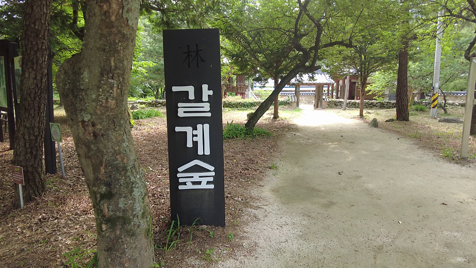 갈계숲 사진 2