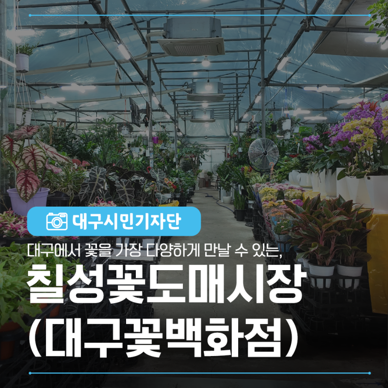 대구에서 꽃을 가장 다양하게 만날 수 있는 곳 칠성꽃도매시장(대구꽃백화점) 방문기