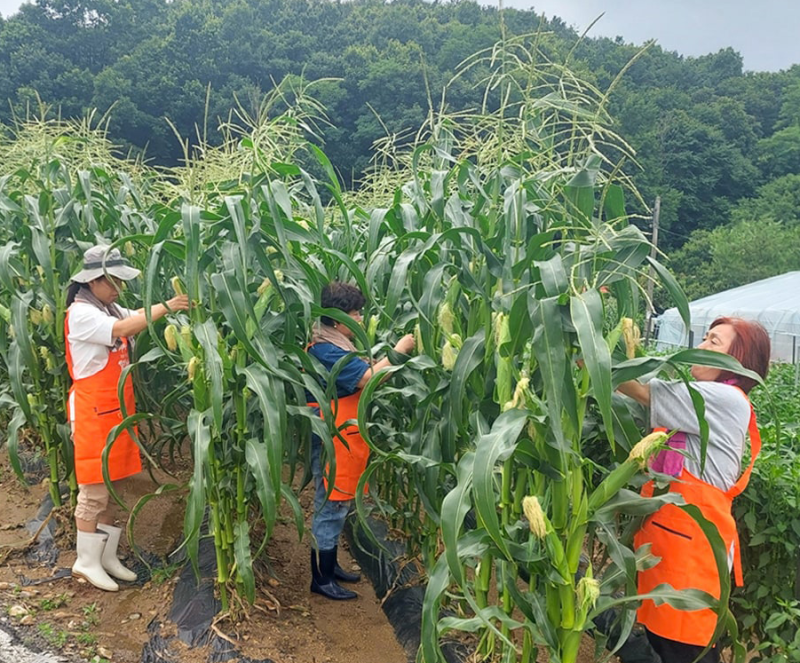 괴산 대학찰옥수수 30개·60개 │ 한가원 햇옥수수 산지직송