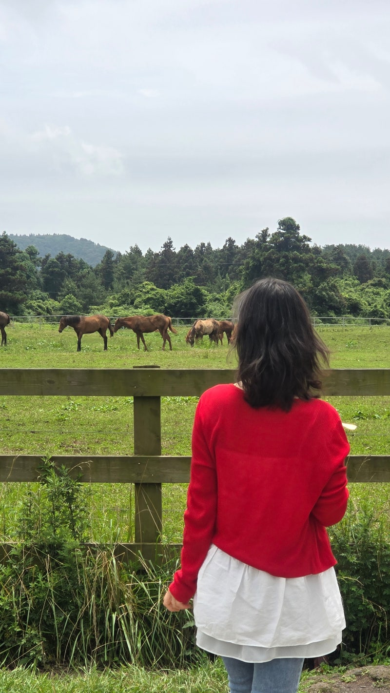 [제주/제주시] 성이시돌 목장, 제주도에 오면 한번씩 들리는 우유맛집 성이시돌 목장