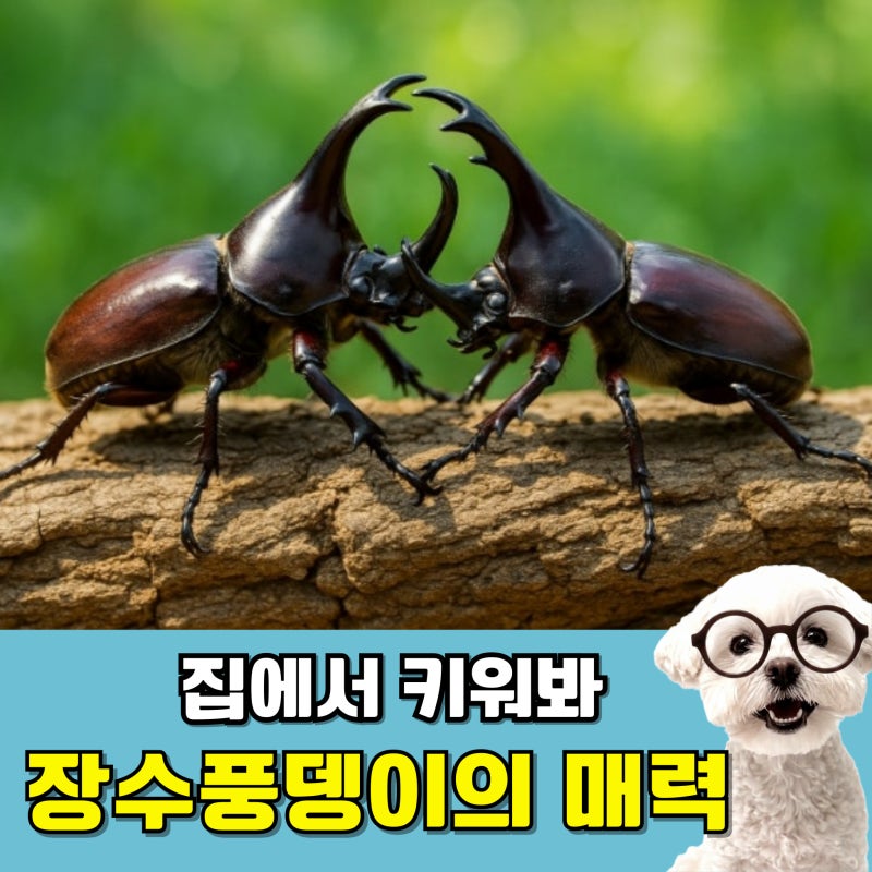 장수풍뎅이 키우기 알부터 번데기 성충까지 한눈에 집꾸미 먹이 알아봐요