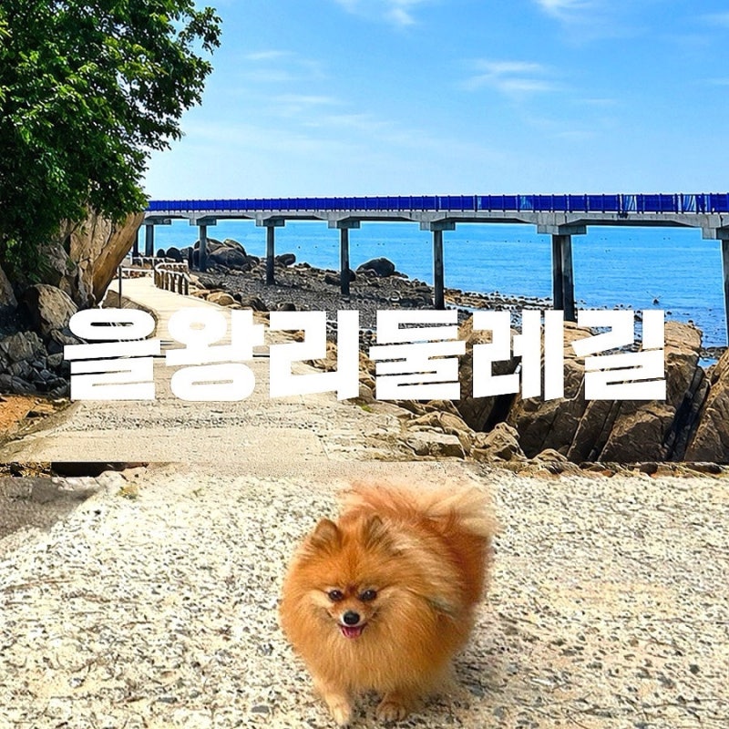 영종도애견동반 가볼만한곳 영종도숨은명소 영종도애견동반여행 을왕리둘레길