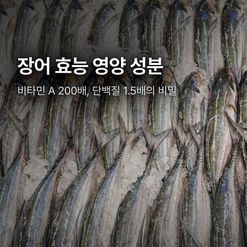 장어 효능, 비타민 A가 소고기 200배? 진짜 숫자로 확인해 봤습니다