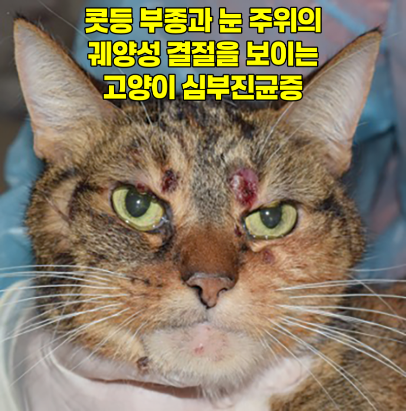고양이 곰팡이 피부병, 약 먹어도 안 낫는 심부진균증 의심 증상 (서대문구 고양이 피부과)