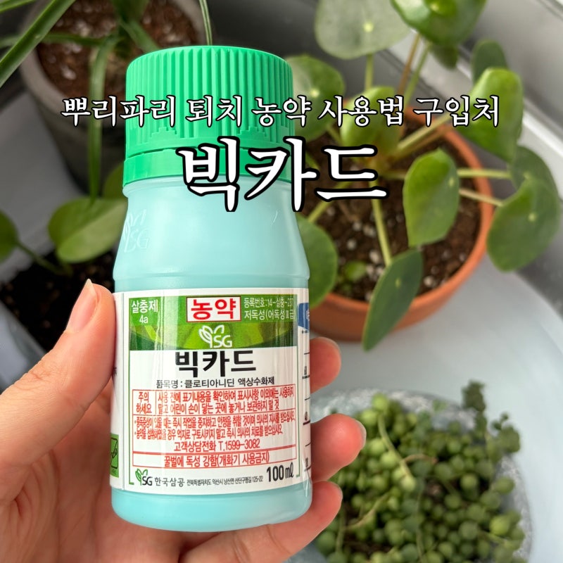 빅카드 농약 사용법 구매방법 뿌리파리 퇴치 약 희석