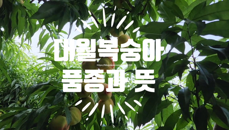 대월복숭아 뜻과 품종, 보관법 | 딱딱이복숭아 치유농업자원15
