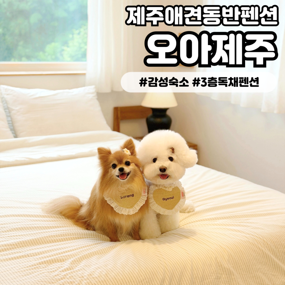 오아제주 사진 1