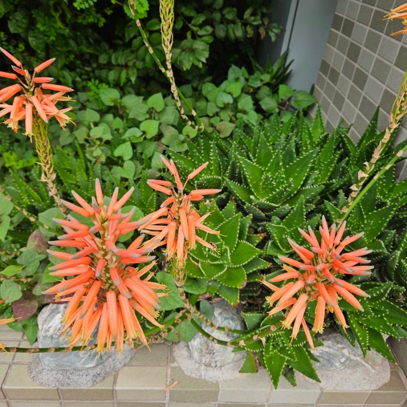 불야성 알로에 키우기 방법, 물주기 및 번식 팁
