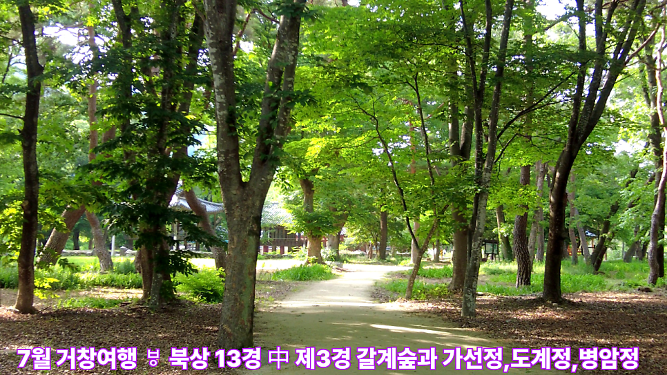 갈계숲 사진 1