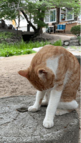 Namyangju Myojuksa Temple Stay (Tea Ceremony Type) Review: Visiting Alone to See the Cats
