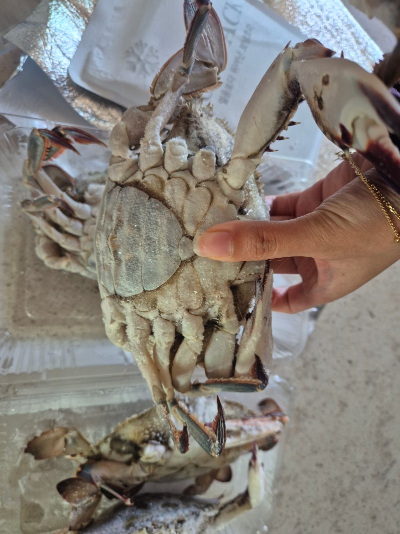 꽃게제철 언제? 냉동꽃게 맛있을까 꽃게찜 급냉 암꽃게