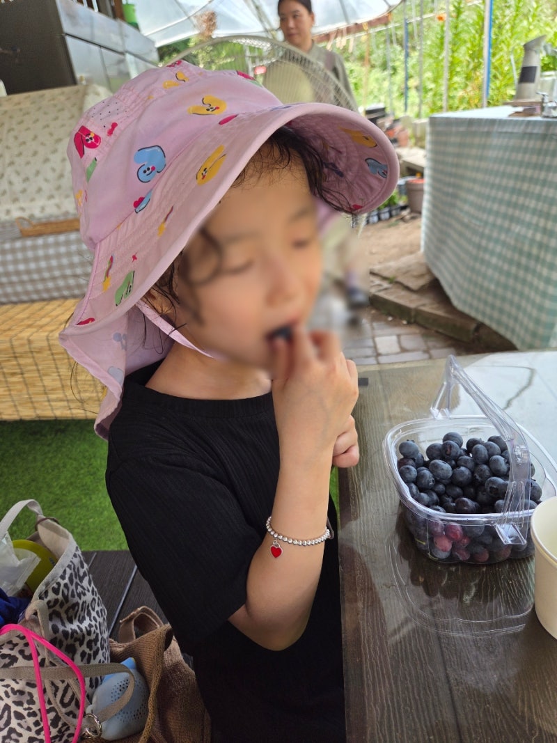 서울 근교 아이랑 블루베리 체험 주연블루베리농장 (블루베리청 만들기 물놀이터)