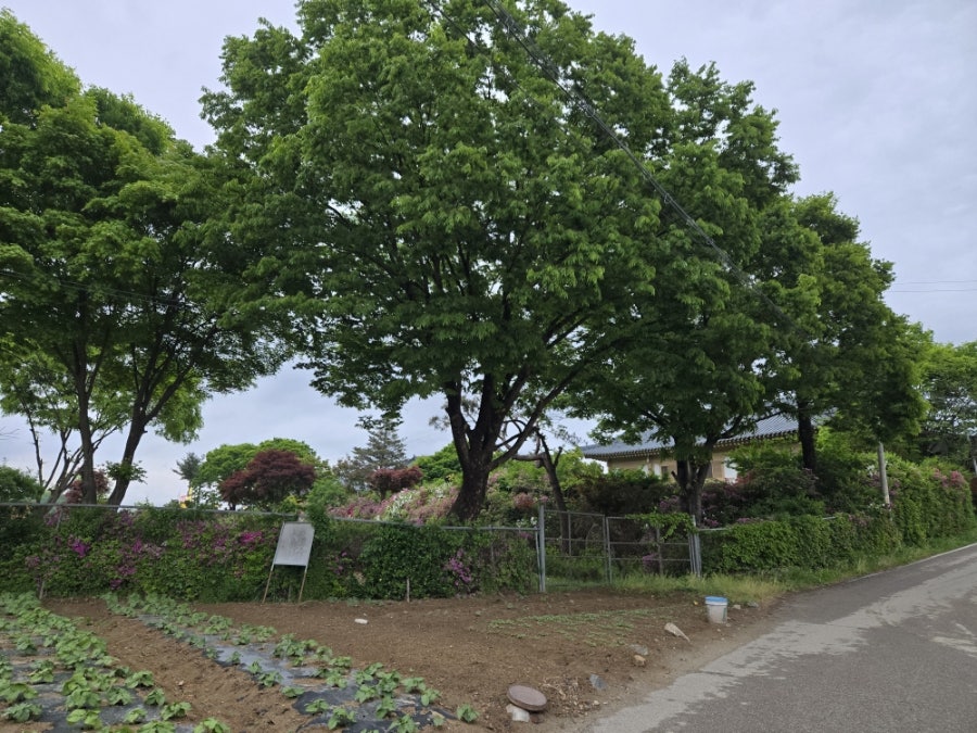신내보리밥 사진 2