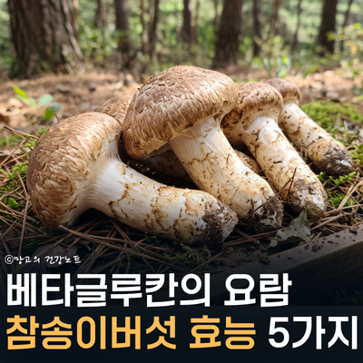 베타글루칸 요람 참송이버섯 효능 부작용 영양성분 먹는법