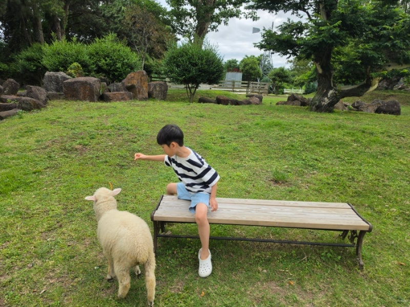 子供と済州西側旅行 羊牧場 写真撮影に良い場所
