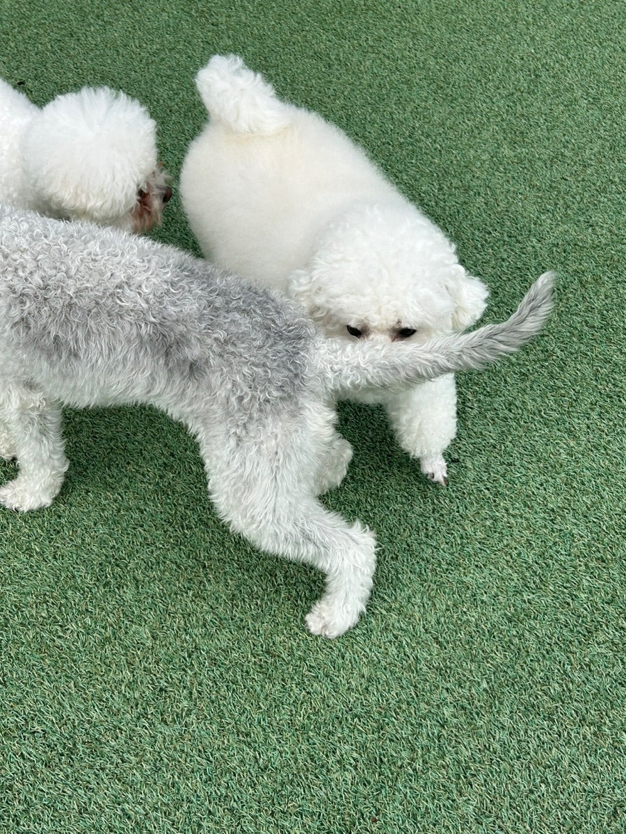 멍멍아 이리와 사진 3