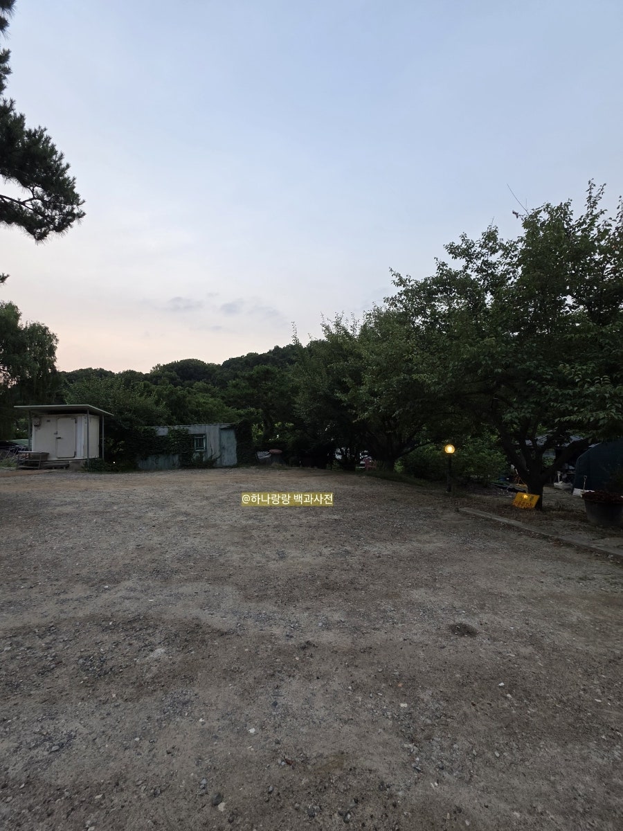 자연콩 사진 5