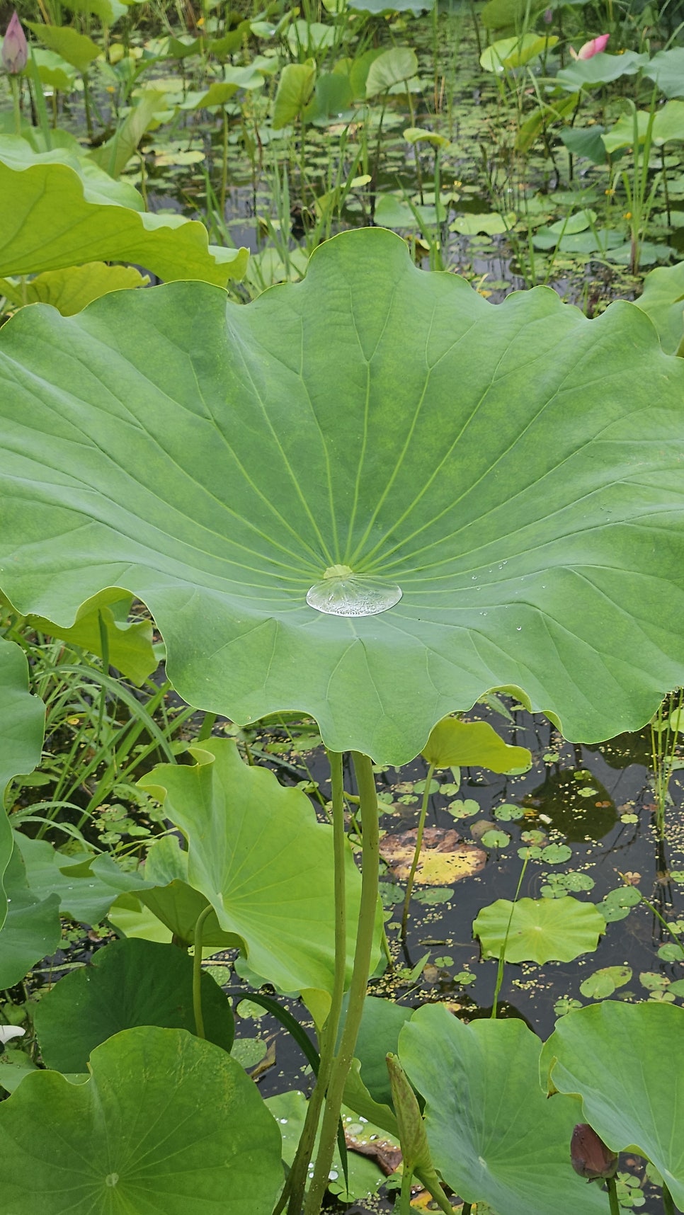고연 사진 6