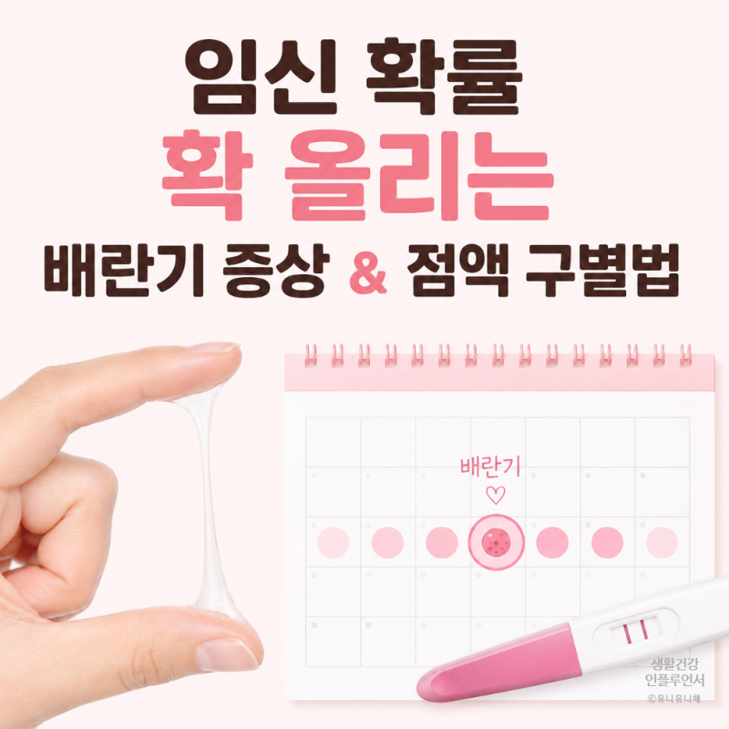 가임기 임신확률 높이는 법? 배란기 증상 냉 형태로 보는 타이밍 계산법