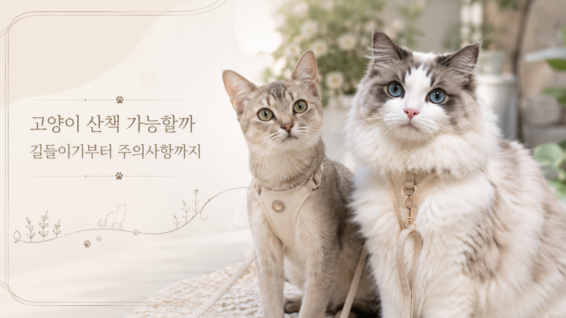 고양이 산책 가능할까? 고양이 산책줄 하네스 길들이기부터 주의사항 총정리