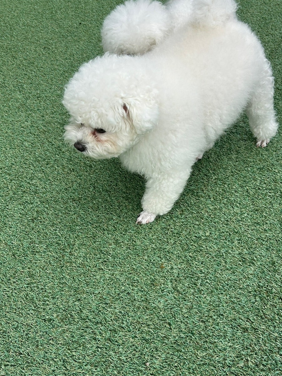 멍멍아 이리와 사진 1