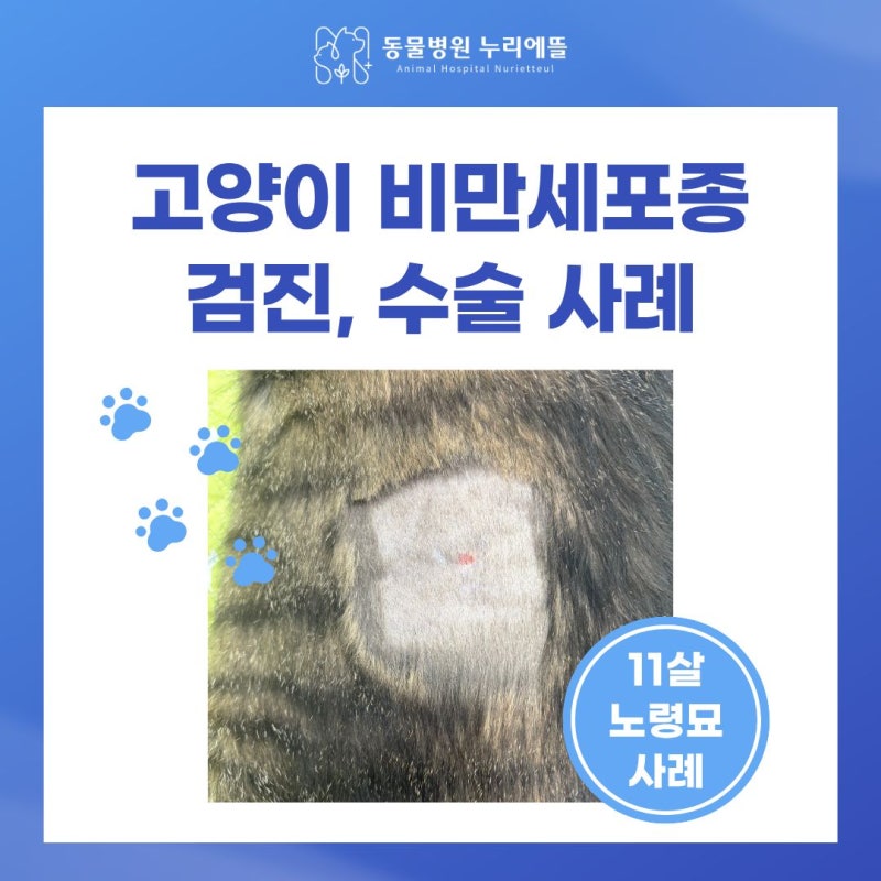 서대문구 고양이 건강검진, 0.2cm 피부혹이 고양이 비만세포종이었습니다 (비만세포종 수술 ....