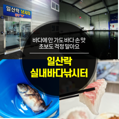 [일산실내낚시터] 색다른 데이트를 원한다면? 몸만 가면 되는 '일산락실내바다낚시터' 참돔 ....