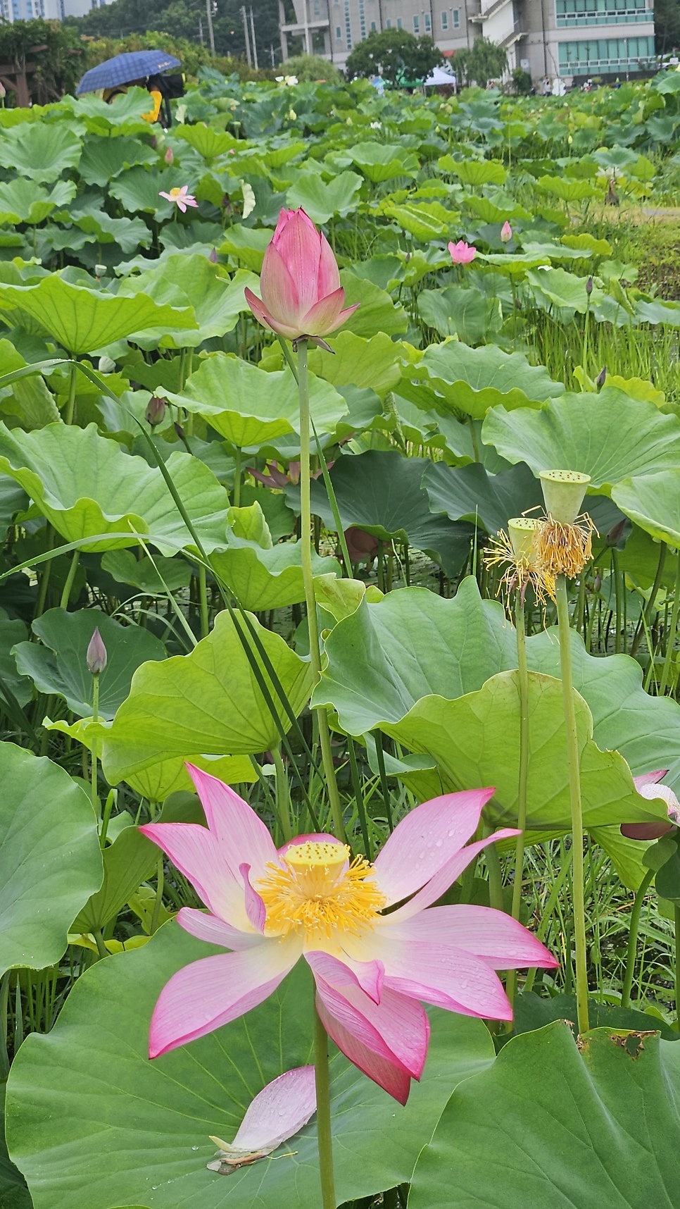고연 사진 1