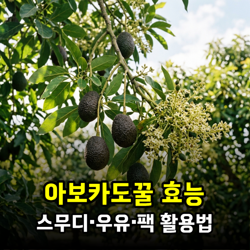 아보카도꿀 효능, 건강하게 먹는 방법부터 스무디·우유·팩 활용법
