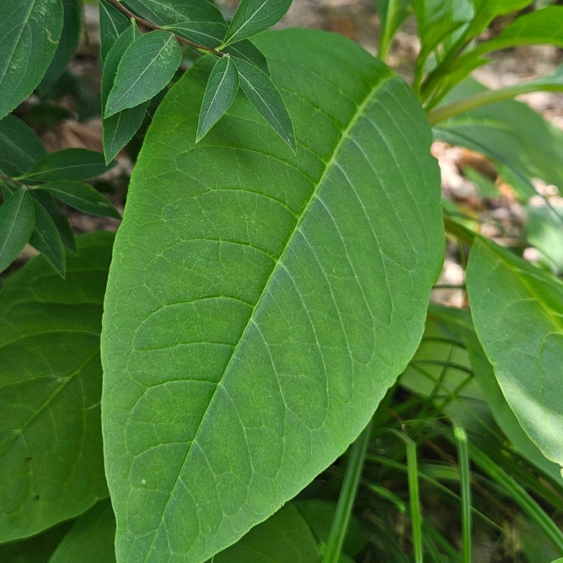 미국자리공 알아보기
