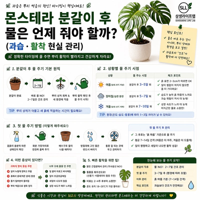 몬스테라 분갈이 후 물은 언제 줘야 할까? (과습·활착 현실 관리)