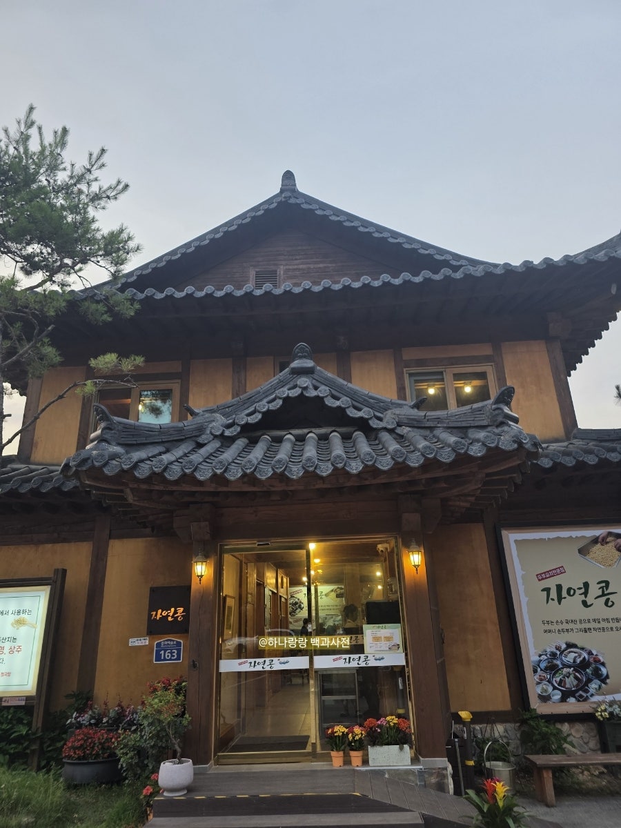 자연콩 사진 3
