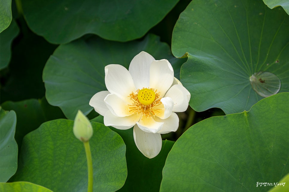황태마을 사진 6