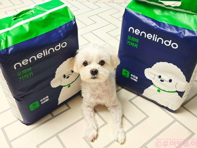 강아지기저귀 네네린도 오르마 애견유치원 필수템 추천