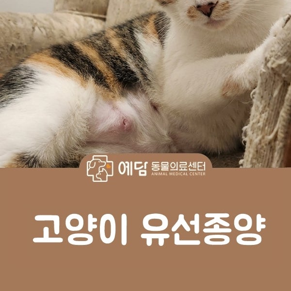 고양이 유선종양 터짐 증상 예후와 후기 호스피스